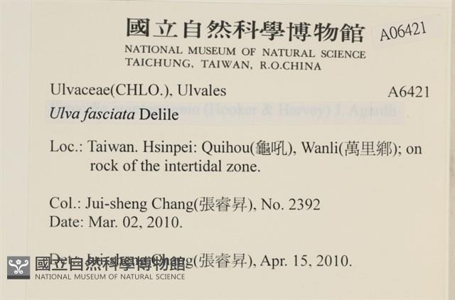 長片石蓴, 裂片石蓴藏品圖，第2張