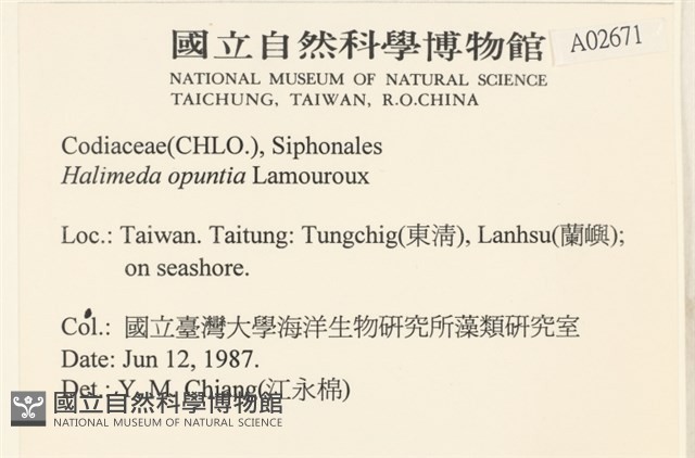 仙掌藻, 海仙人掌藏品圖，第2張