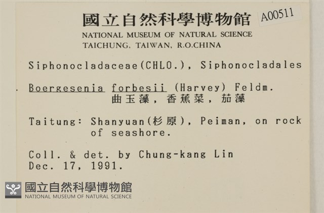 曲玉藻, 香蕉菜, 玉茄藻藏品圖，第2張