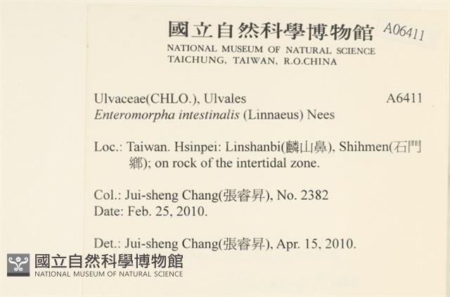 腸滸苔, 河石髮藏品圖，第2張