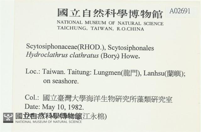 網胰藻藏品圖，第2張