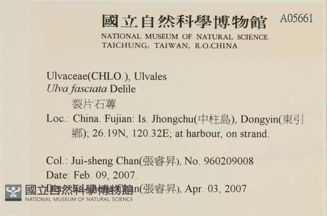 長片石蓴, 裂片石蓴藏品圖，第2張
