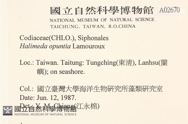 仙掌藻, 海仙人掌藏品圖，第2張