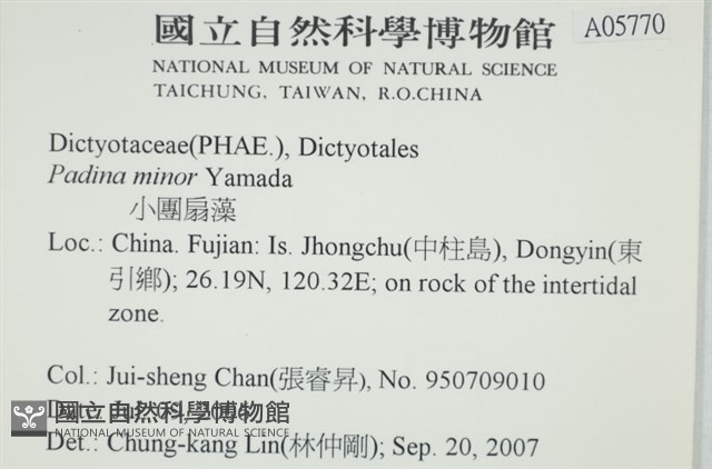 小團扇藻藏品圖，第2張