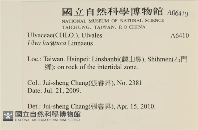 大石蓴, 石蓴藏品圖，第2張