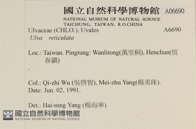 網石蓴藏品圖，第2張