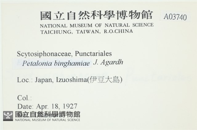 葉苔, 小海帶藏品圖，第2張