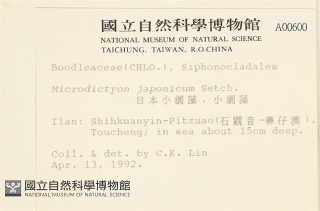 小網藻, 日本小網藻藏品圖，第2張