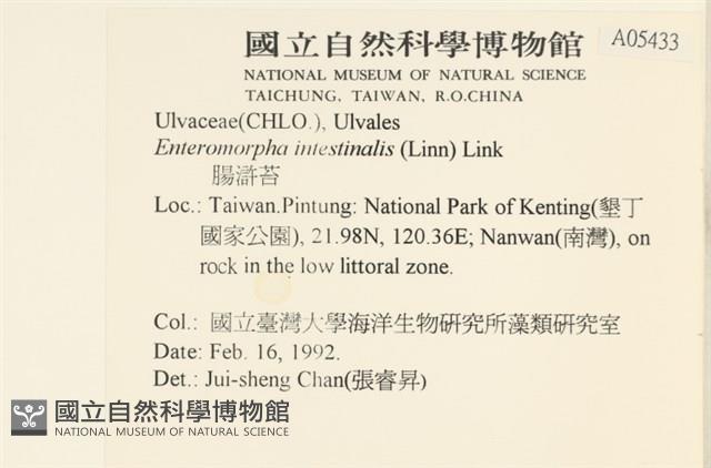 腸滸苔, 河石髮藏品圖，第2張