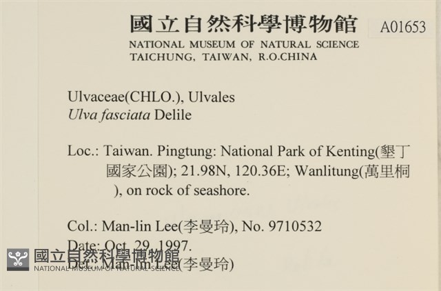 長片石蓴, 裂片石蓴藏品圖，第2張