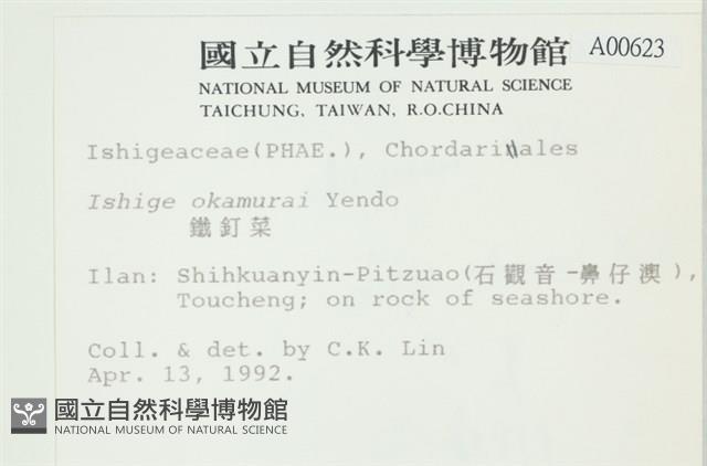 石牙藻, 石牙菜, 鐵釘菜藏品圖，第2張