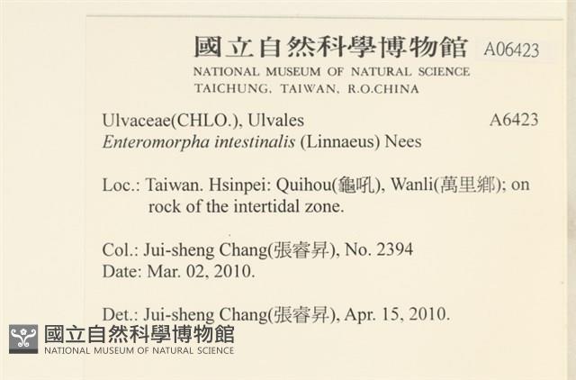 腸滸苔, 河石髮藏品圖，第2張