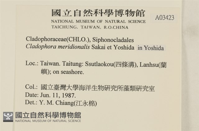 伸展剛毛藻藏品圖，第2張