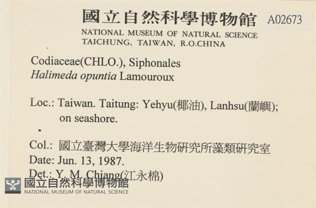 仙掌藻, 海仙人掌藏品圖，第2張