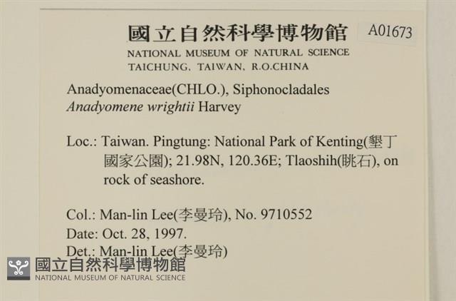 浮網藻, 肋葉藻藏品圖，第2張