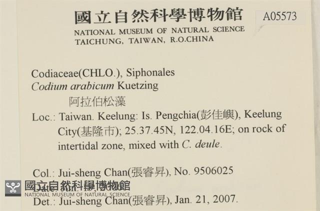 阿拉伯松藻藏品圖，第2張