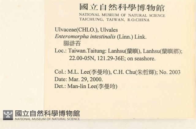 腸滸苔, 河石髮藏品圖，第2張