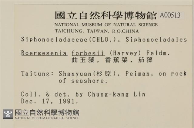 曲玉藻, 香蕉菜, 玉茄藻藏品圖，第2張