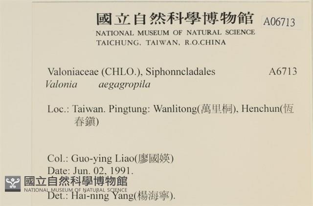 法囊藻藏品圖，第2張