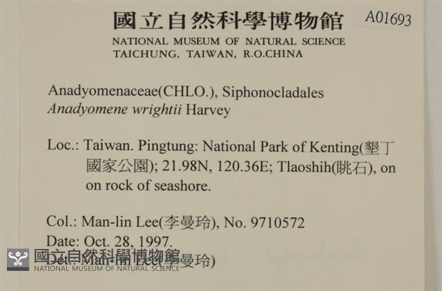 浮網藻, 肋葉藻藏品圖，第2張