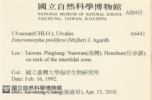 筋條石髮藏品圖，第2張