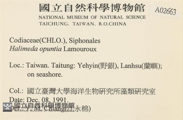 仙掌藻, 海仙人掌藏品圖，第2張