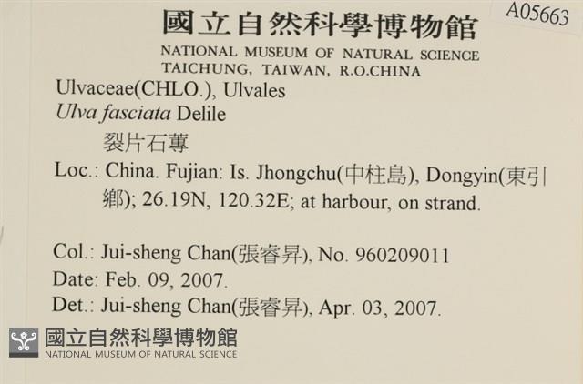 長片石蓴, 裂片石蓴藏品圖，第2張
