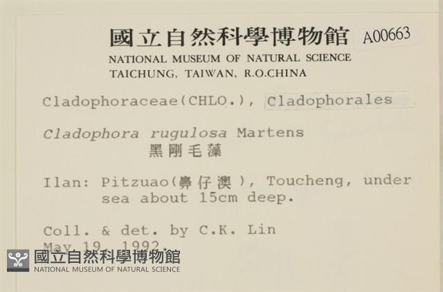 黑剛毛藻藏品圖，第2張
