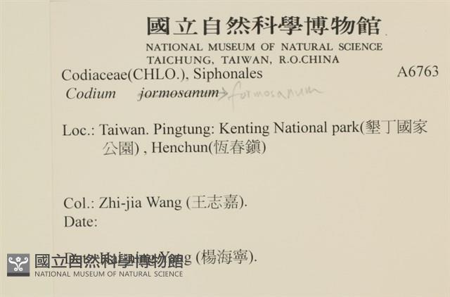 臺灣水松, 臺灣松藻藏品圖，第2張