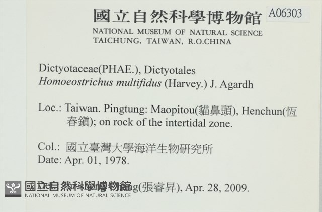 多扇藻藏品圖，第2張