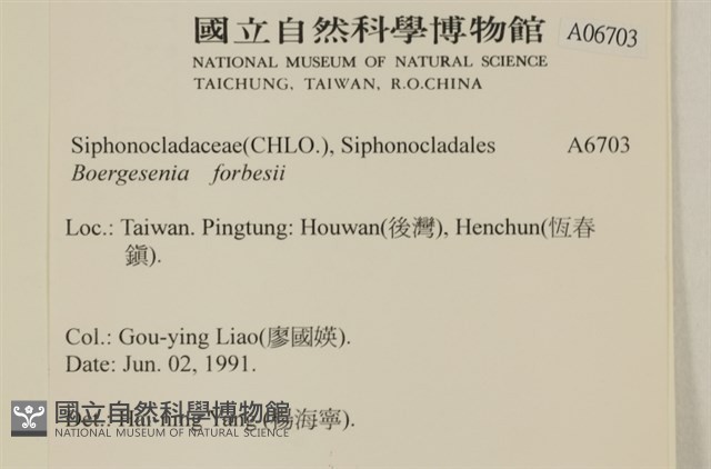 曲玉藻, 香蕉菜, 玉茄藻藏品圖，第2張
