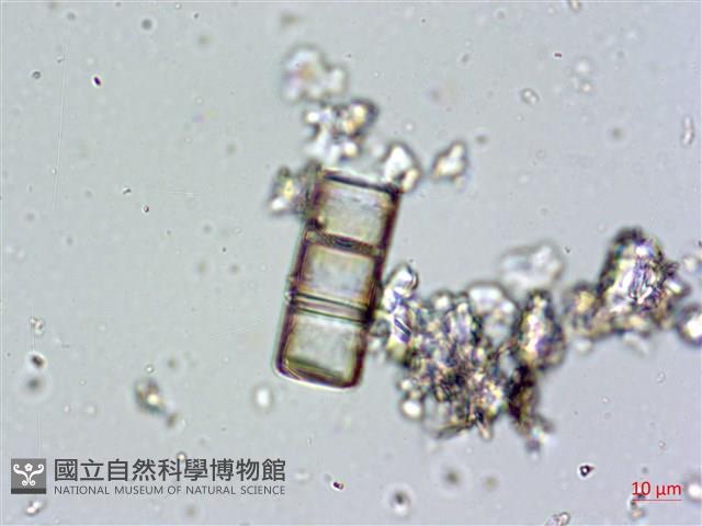 登錄號:A00004672藏品圖，第13張