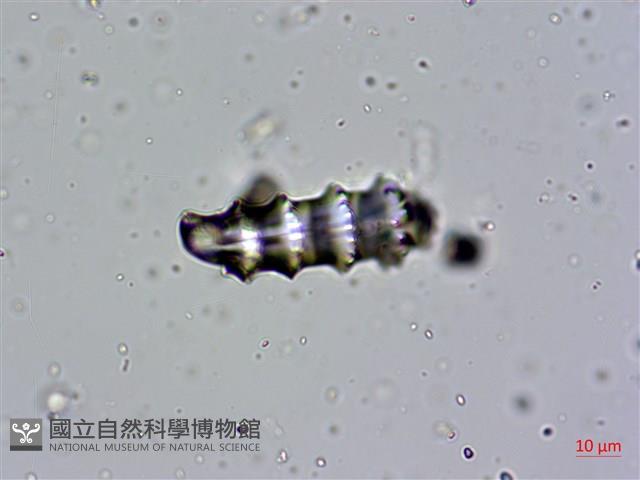 登錄號:A00004658藏品圖，第13張