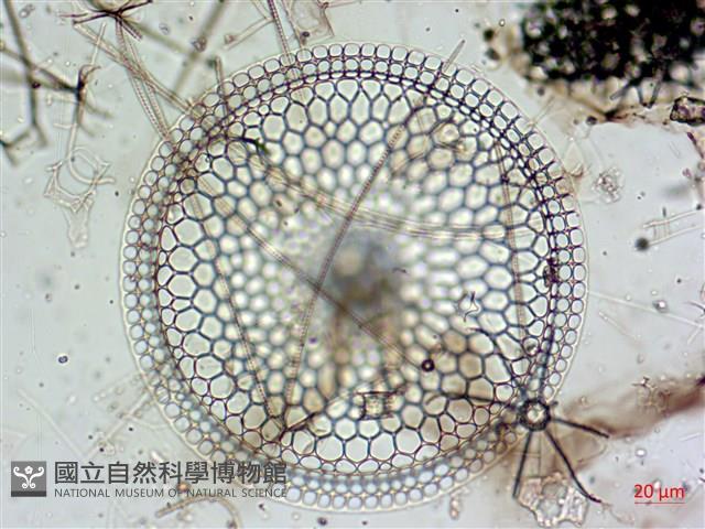 登錄號:A00004656藏品圖，第13張