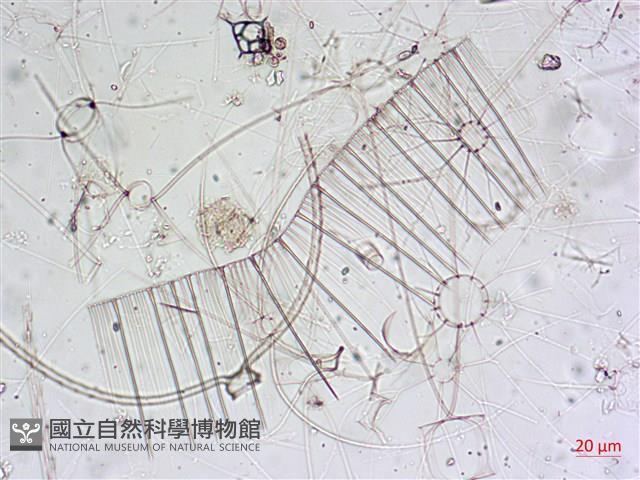 登錄號:A00004655藏品圖，第12張