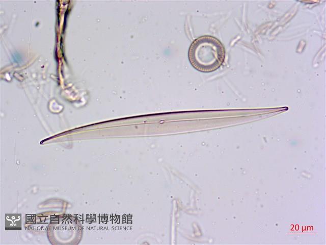 登錄號:A00004675藏品圖，第13張