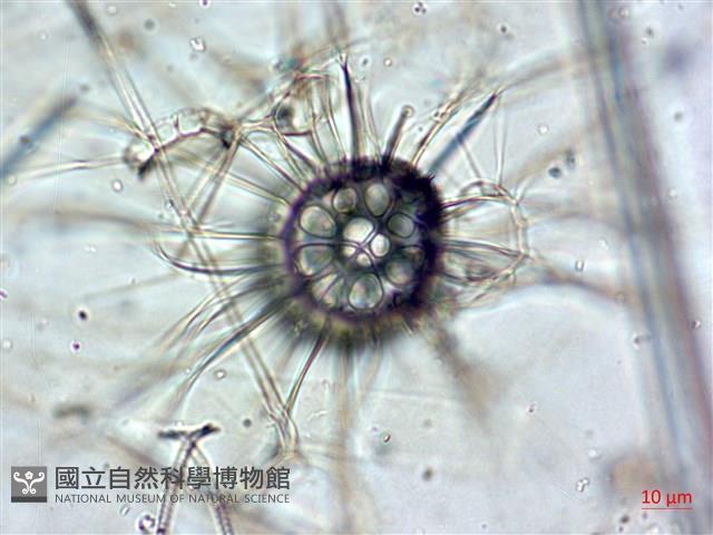 登錄號:A00004653藏品圖，第13張