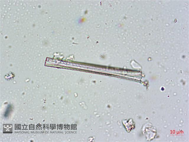 登錄號:A00004672藏品圖，第11張