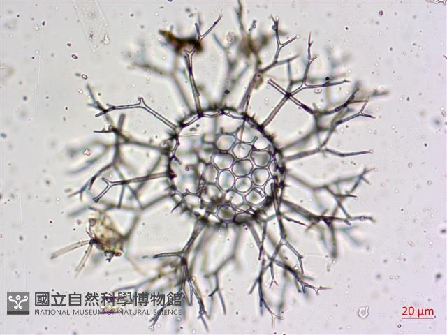登錄號:A00004658藏品圖，第11張