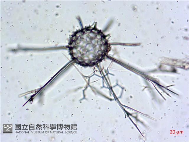 登錄號:A00004656藏品圖，第11張