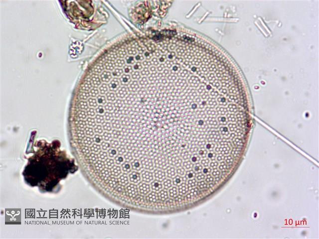 登錄號:A00004657藏品圖，第11張