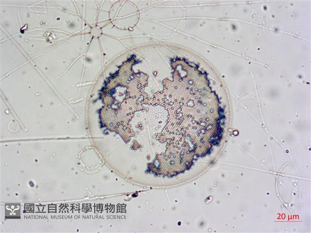 登錄號:A00004655藏品圖，第10張