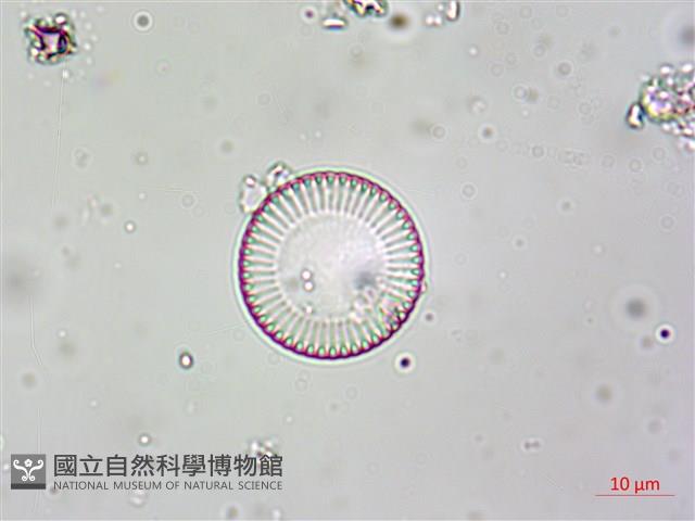 登錄號:A00004615藏品圖，第11張