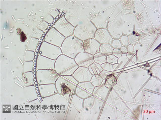 登錄號:A00004653藏品圖，第11張