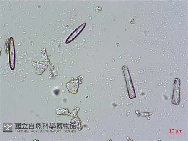 登錄號:A00004673藏品圖，第11張