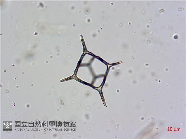 登錄號:A00004656藏品圖，第21張