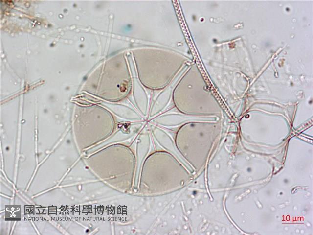 登錄號:A00004653藏品圖，第21張
