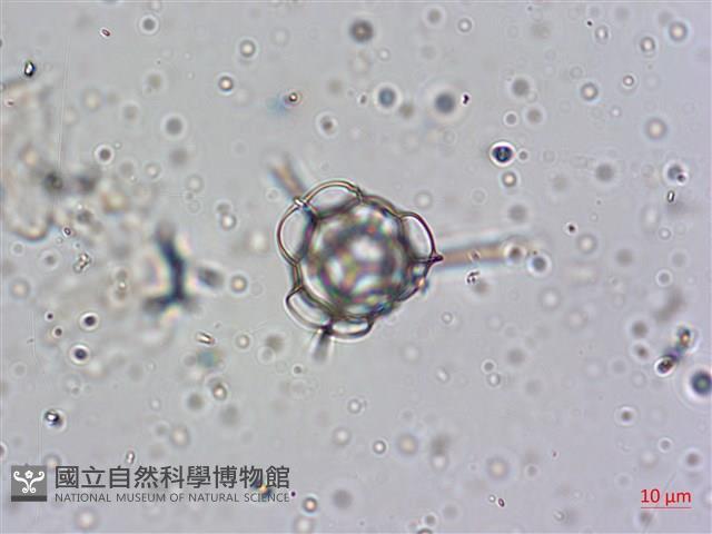 館號:A00004642藏品圖，第42張