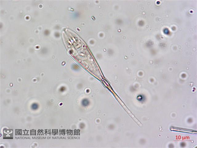 館號:A00004642藏品圖，第27張