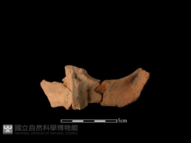 連杯形器藏品圖，第4張